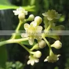 CAMPHOR WHITE OIL