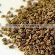 CELERY SEED OIL (Apium graveolens)