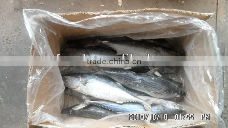 frozen marine food bonito sarda fish, sarda orientails on sales