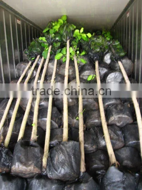 ficus altissima for tropical climate garden plants and landscaping trees