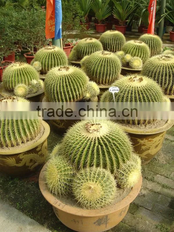 Echinocactus grusonii in box packing