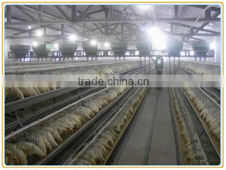 Fram raise dorking equipment with feeding system.A type dorking layer cage