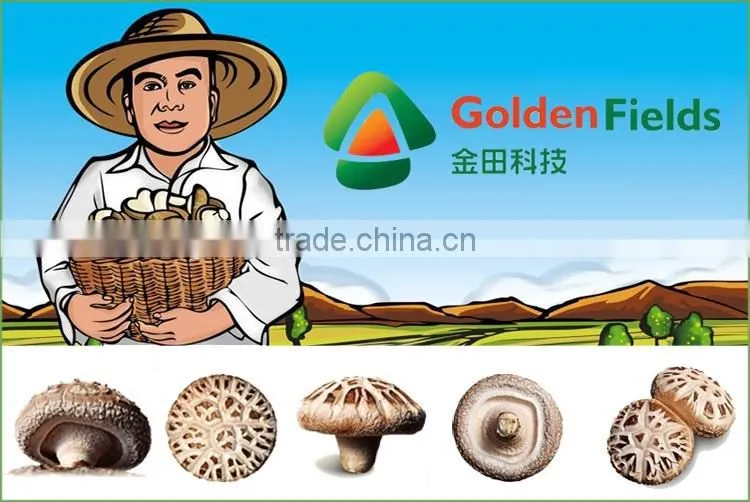 Market Price for Mushroom,Shiitake Mushroom Price,Mushroom For Sale