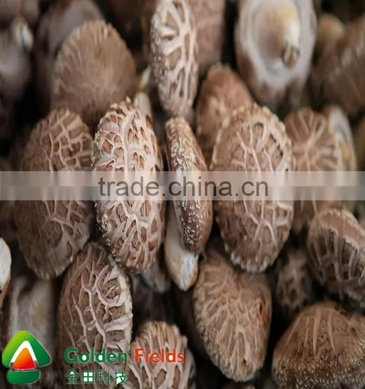 shiitake mushroom spawn