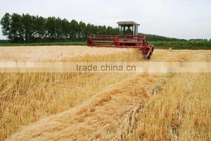 bulk container supply of 2015 crop Australian beer barley Hindmarsh