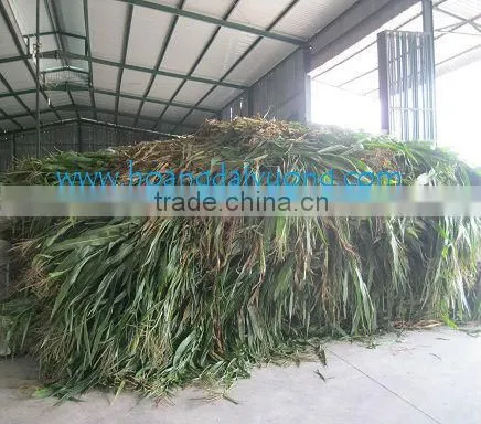 Animal feeding - corn silage