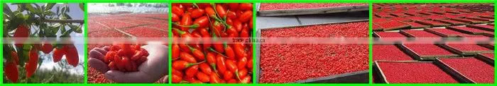 Dried fruit goji berries/goji/Medlar/organic goji berries