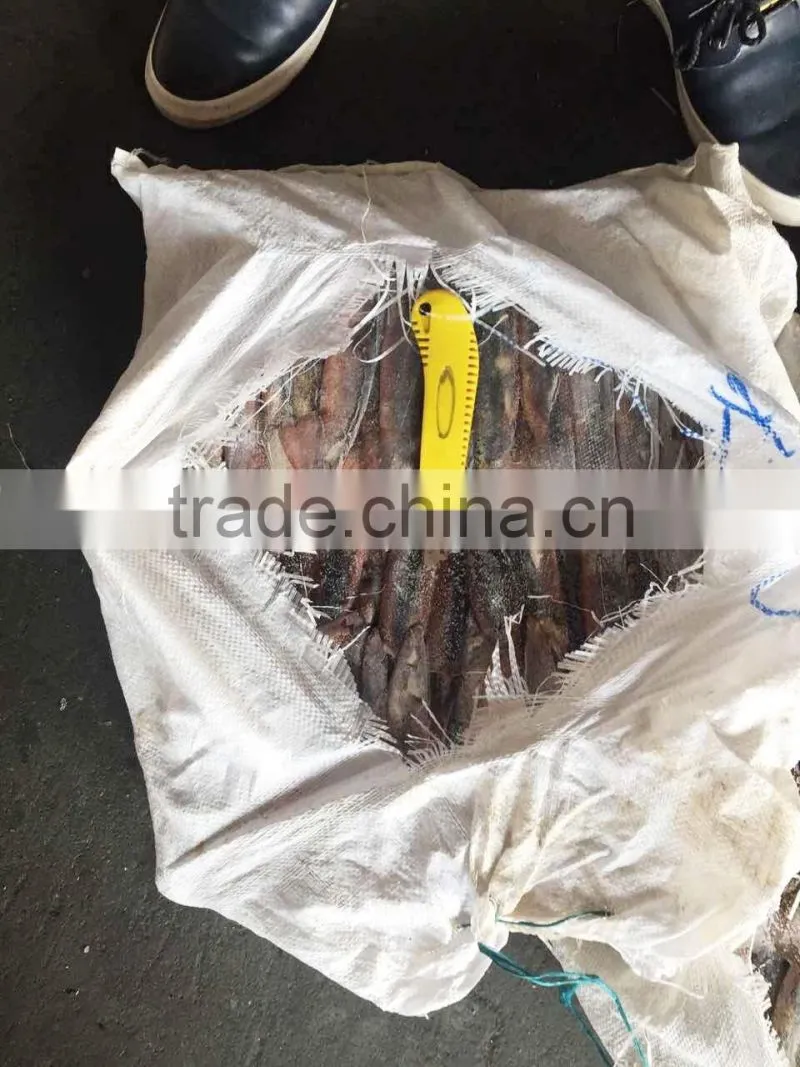 Frozen illex squid as live bait for tuna fishing