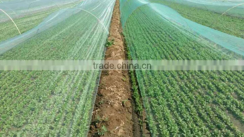 Fresh Carrot