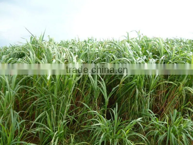 Forage Hybrid Pennisetum Grass Energy Plant Seed Supplier
