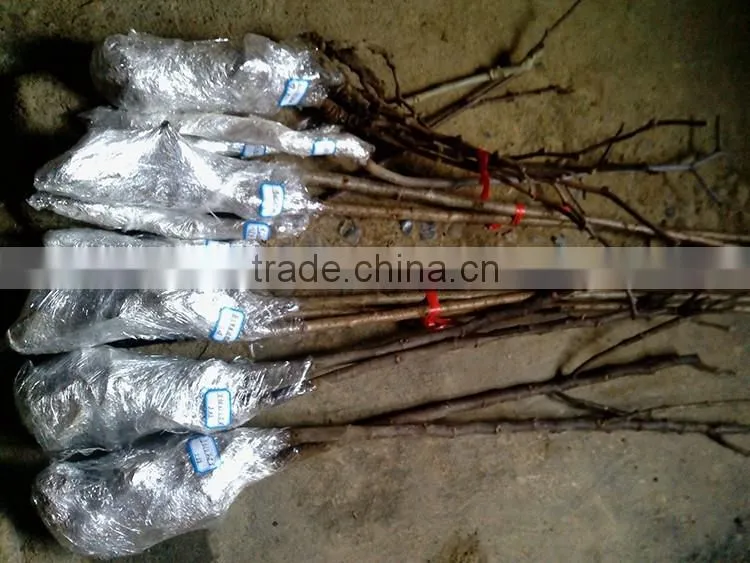yellow peach tree seedling