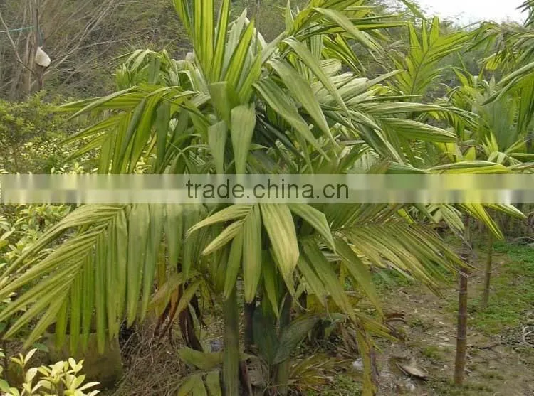 Areca catechu trees