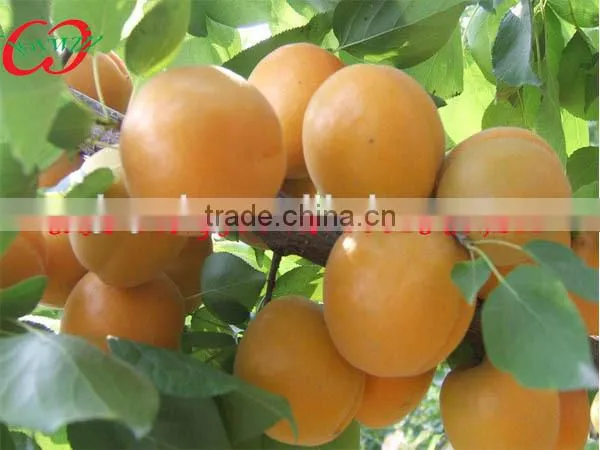 canned apricots in light syrup