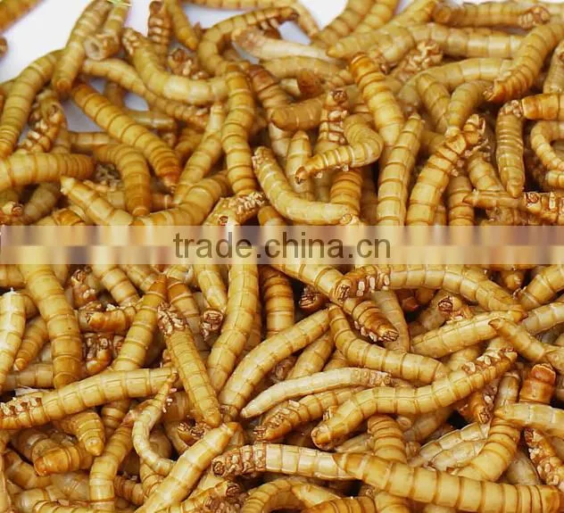 Tenebiro Molitors or Mealworms