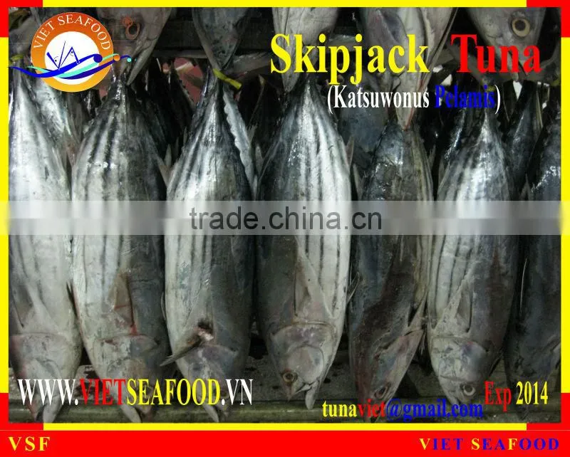 FROZEN SKIPJACK TUNA WHOLE ROUND