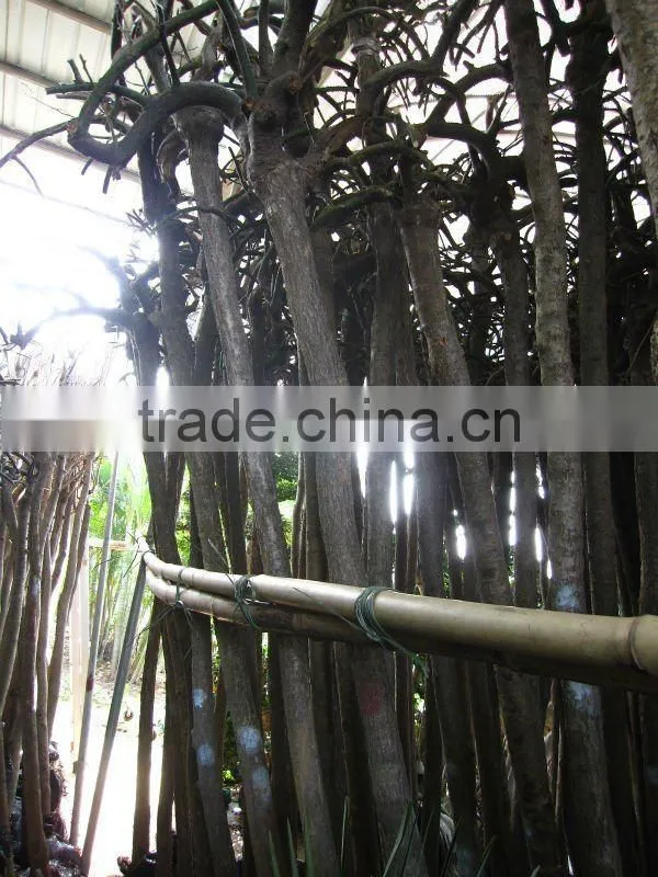 Sophora japonica landscaping plants