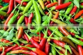 Organic Fresh Bird Chilli Red & Green