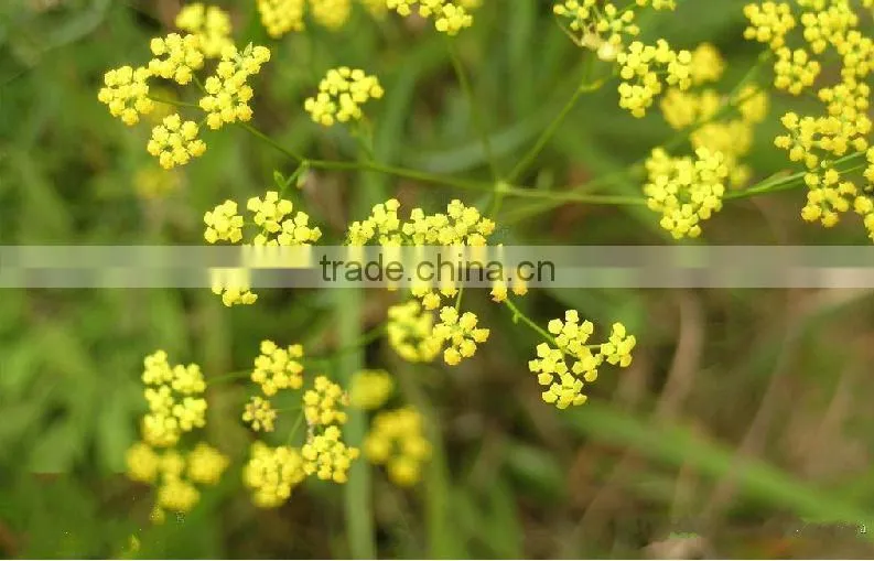 Pure and Natural aromatheraphy bupleurum herbal Oil/Chinese Thorowax Root Extract