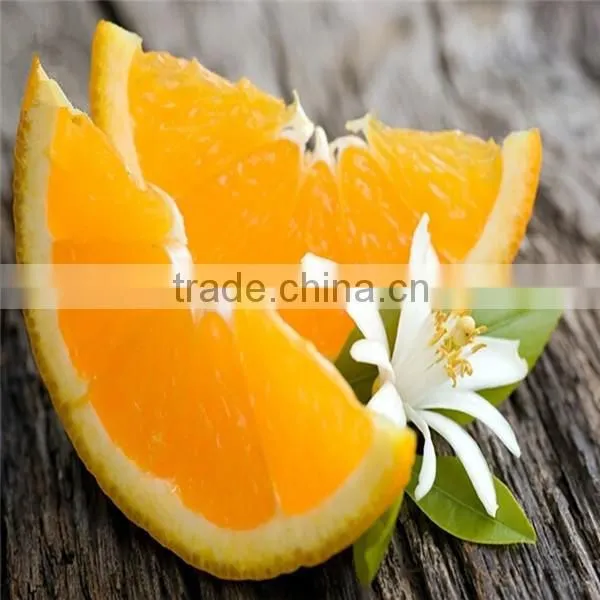 Hot selling fresh navel orange