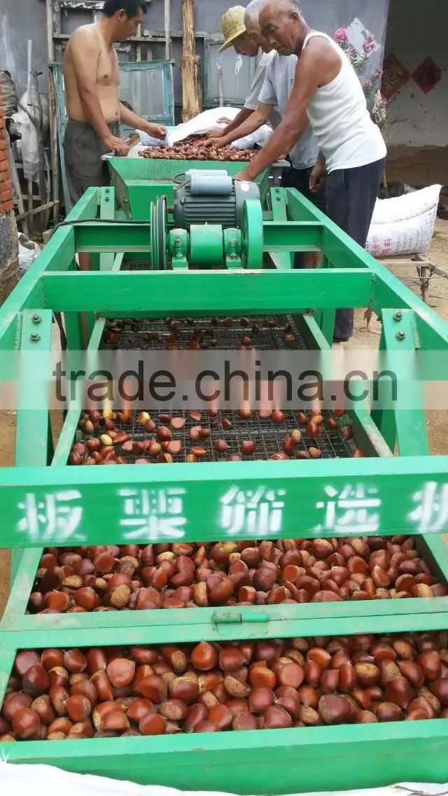 40-50, 50LB gunny bag chinese fresh chestnuts wholesale chestnut