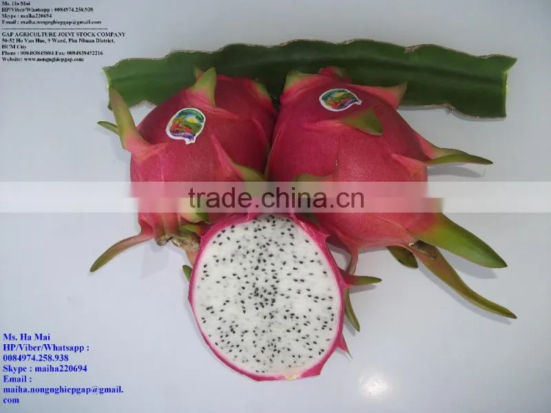 100% Natural Fresh Dragon Fruit from Vietnam-Ms Ha 84974258938