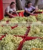 Dried raisin