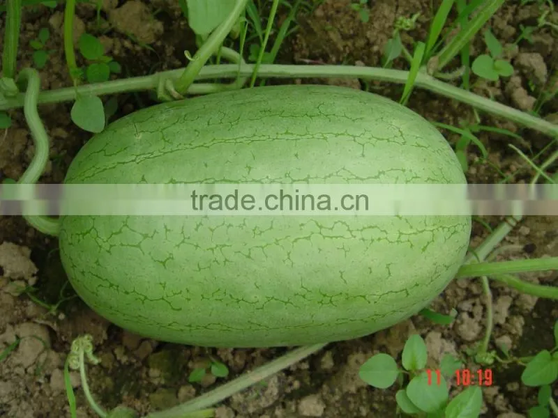 Hybrid f1 watermelon seeds-Beautiful exquisite