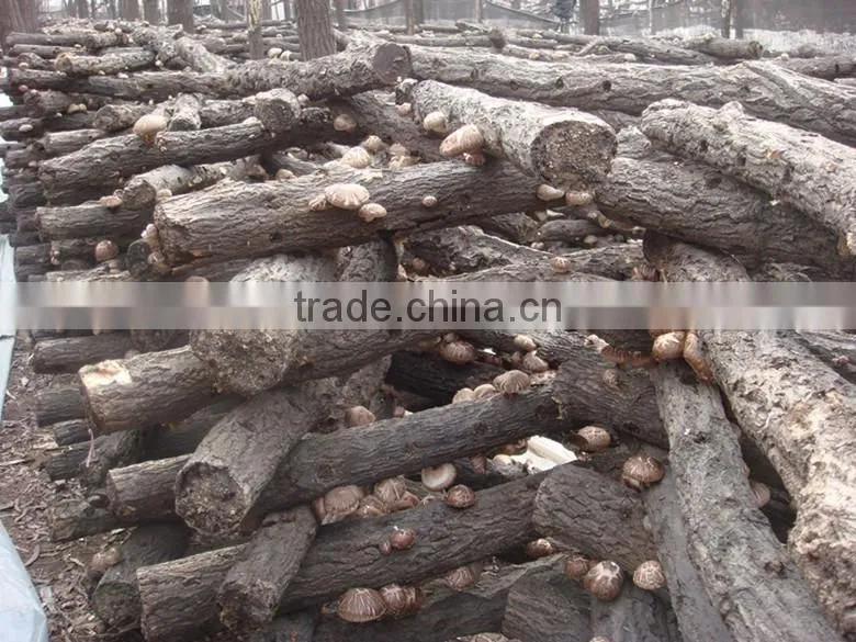 2015 Chines new crop shiitake mushroom ,Top nutrition White flower mushroom