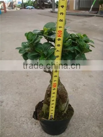 Ficumsicrocarpa bonsai Genseng ficus
