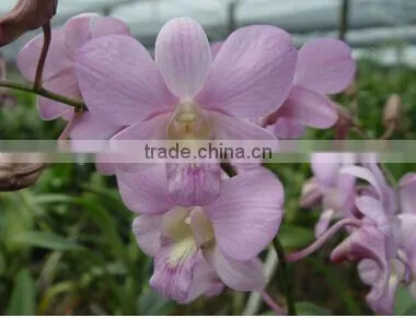 Dendrobium Hybrids orchid flower dendrobium plant