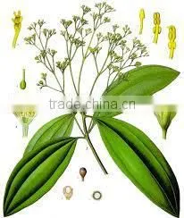 Cassia Oil