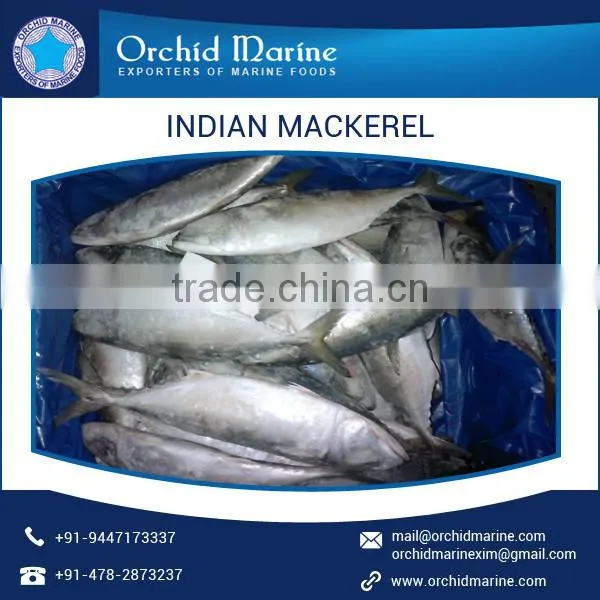 Indian Mackerel Fish at Lowest Price from A Grade Supplier