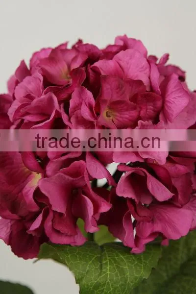 stable supplying high quality variegate color corn husks flowers