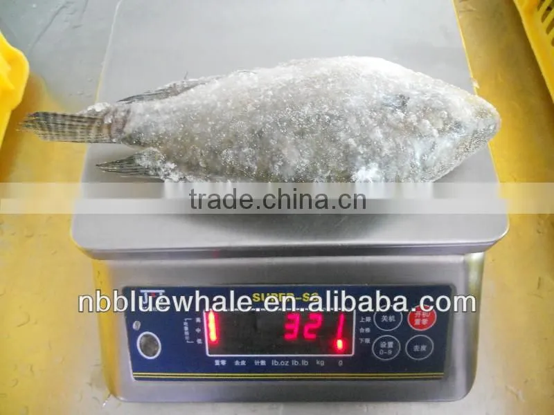 90%NW 300-500G Good Price Tilapia
