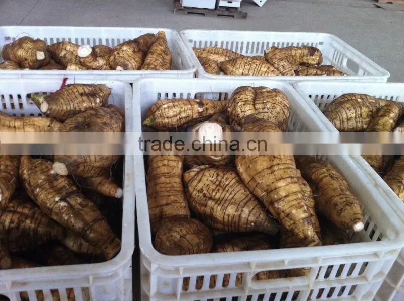 Chinese vegetable fresh arrow root on sale