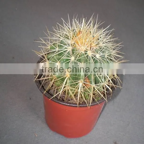 mammillaria Spinosissima 8.5cm mini cactus succulent indoor plants bonsai nursery echinocactus grusonii cereus cacti