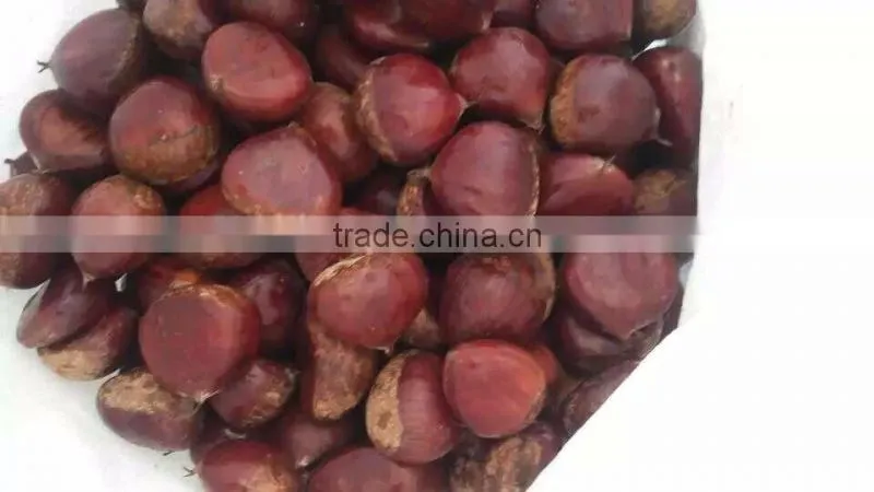 water chestnut