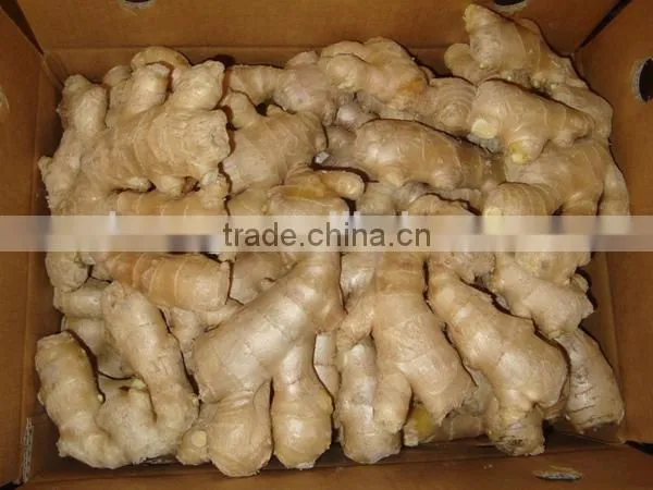 China air dry ginger professional supplier for Holland and Russia