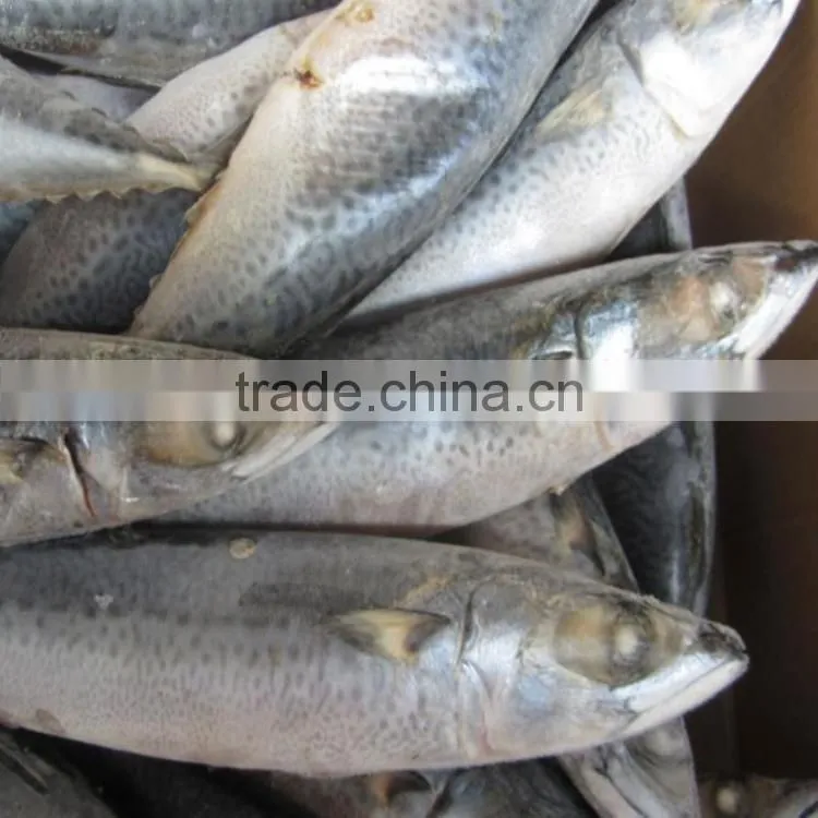 Marine Frozen fresh pacific mackerel whole round frozen mackerel