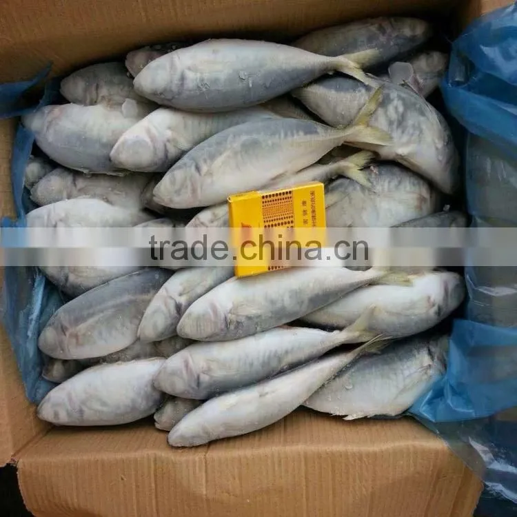Frozen scad whole round frozen blue mackerel scad 6/8 pcs