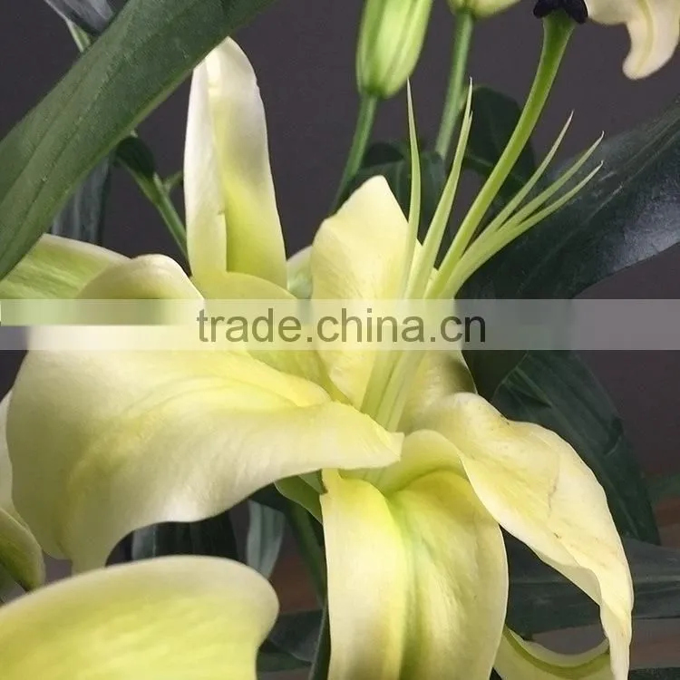 Fashion yellow king day lilies