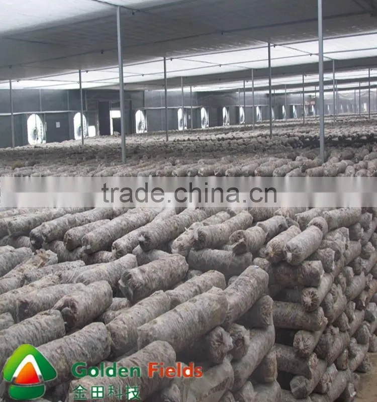 Hot Sale High Quality Cultivated Organic Dried Shiitake cultivation rods