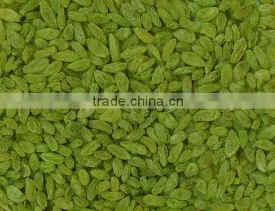 Sultana Raisin