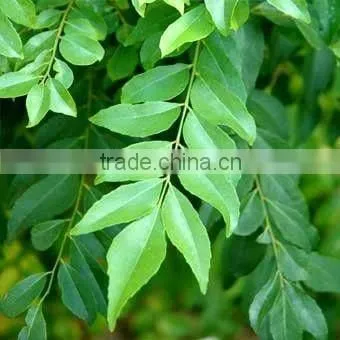 Curry Leaves