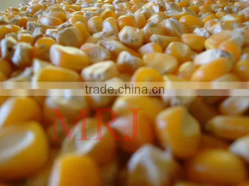 Indian Yellow Maize