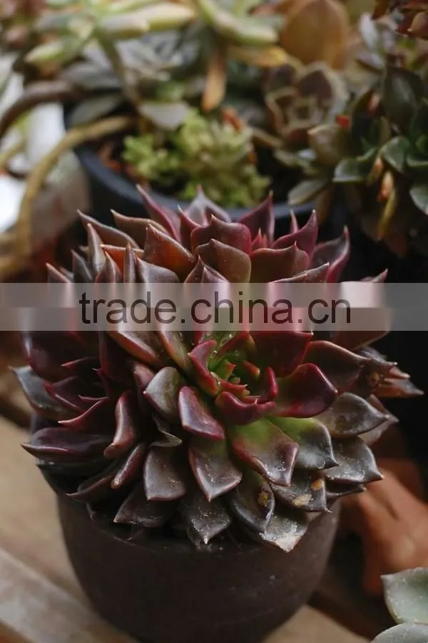 Echeveia 'Black Prince' of succulent plants