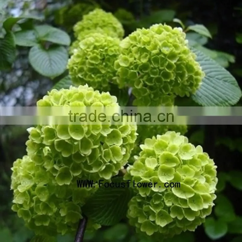High quality valentine festive dubai fresh flower importers names of flowers used for decoration artificial hydrangea