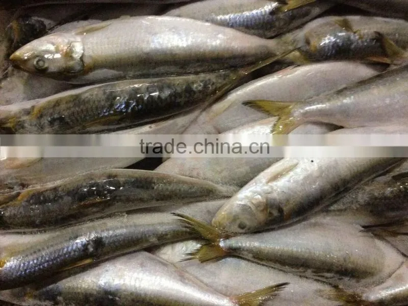 Hot Sale Fresh High quality sardine 140-160g,Lighting