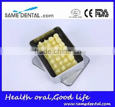 Dental models 1.2 times the tooth model school education teaching