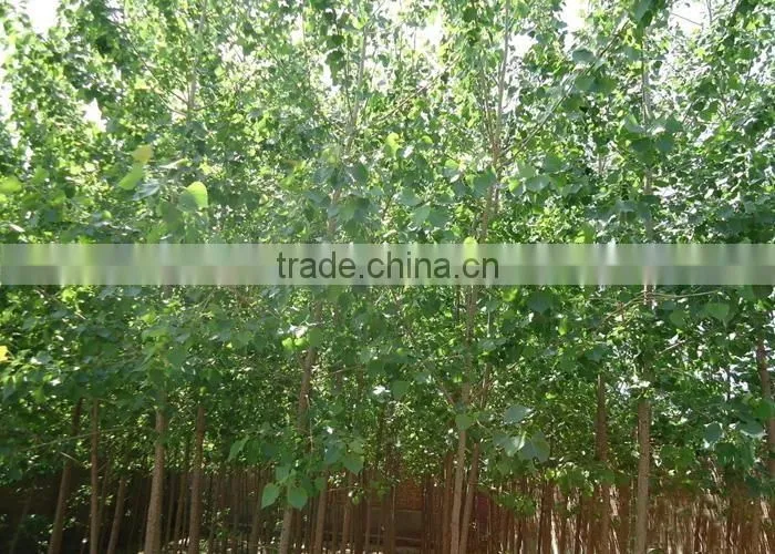 silverleaf poplar seedling